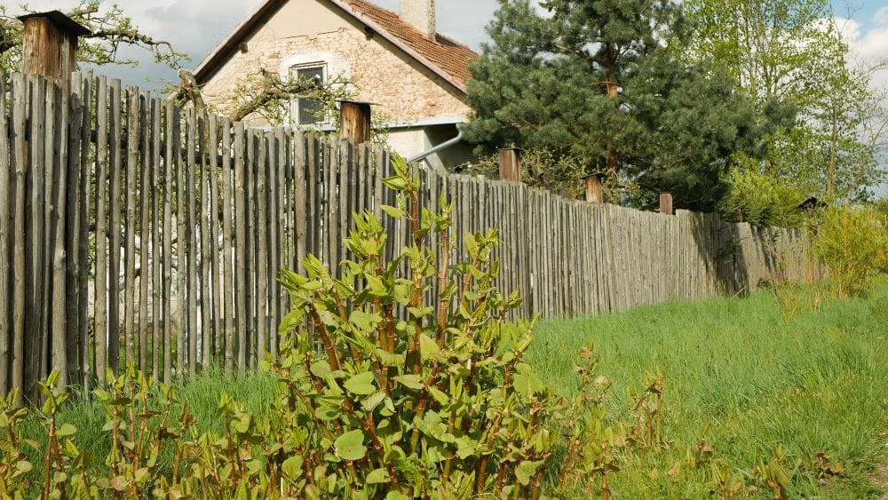 Can my Neighbour Build on my Boundary Wall?, Harding Chartered Surveyors